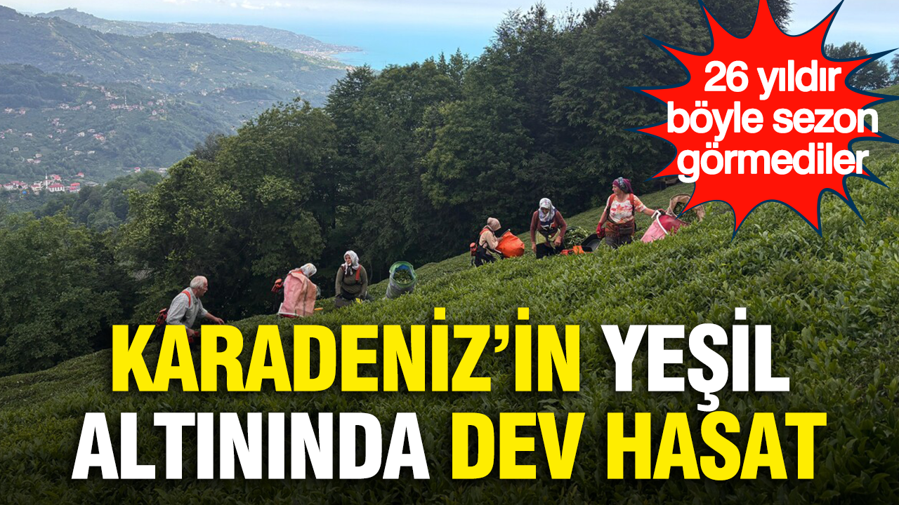 Karadenizin yesil altininda dev hasat 26 yildir boyle sezon gormediler TVjm9Ujp