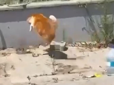 Tekirdagda kedi ile yilanin sokak ortasindaki ilginc mucadelesi kamerada JP6xT8nC
