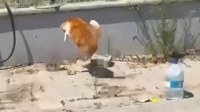 Tekirdagda kedi ile yilanin sokak ortasindaki ilginc mucadelesi kamerada JP6xT8nC